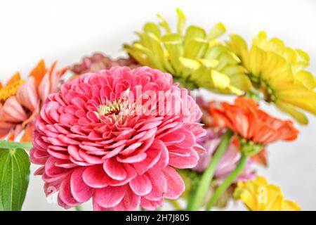 Mix of bright colorful zinnia flowers  Stock Photo