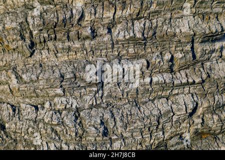The palm tree trunk, which is shown closely is the natural background Stock Photo