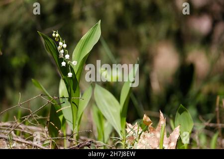 Small white flower with big green leaves is known as a Lily of the valley or Convallaria majalis Stock Photo