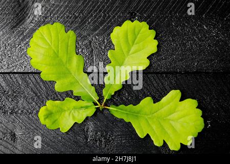 The twig with oak leaves is on two small planks painted in black. Stock Photo
