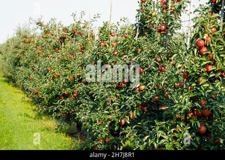 Ripe Apples are visible in orchard and it is time for harvesting Stock Photo