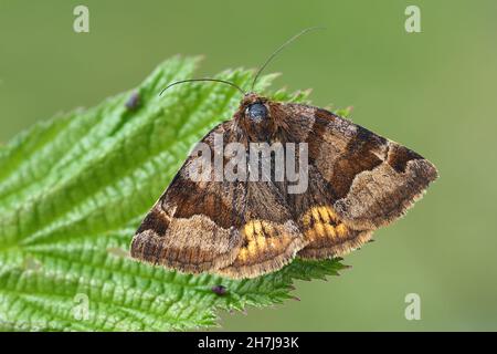 Burnet Companion moth (Euclidia glyphica) perched on bramble leaf. Tipperary, Ireland Stock Photo