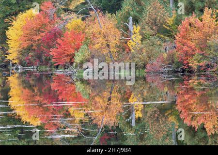 Colorful and peaceful autumn scene in scenic New England. Mirror image reflection of vibrant fall foliage on calm surface of treelined pond. Stock Photo