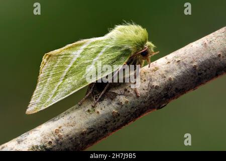 Green silver- lines moth (Pseudoips prasinana) perched on branch. Tipperary, Ireland Stock Photo