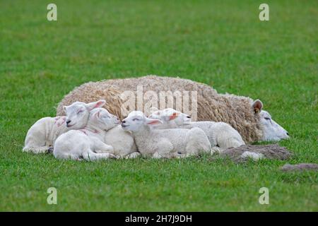 Domestic sheep ewe with five white lambs sleeping huddled together in field / pasture Stock Photo