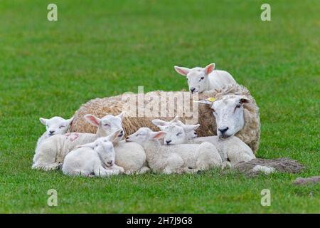 Domestic sheep ewe with seven white lambs resting huddled together in field / pasture Stock Photo