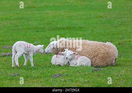 Domestic sheep ewe with three white lambs resting huddled together in field / pasture Stock Photo