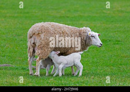 White domestic sheep ewe / female with two suckling lambs in grassland / meadow in spring Stock Photo