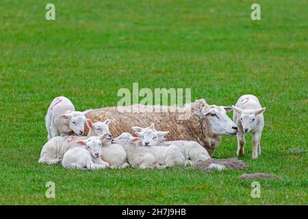 Domestic sheep ewe with seven white lambs resting huddled together in field / pasture Stock Photo