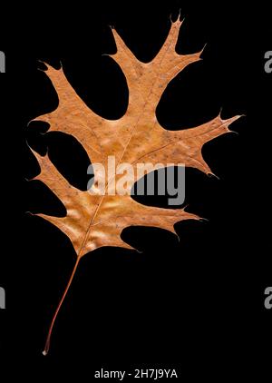 Nature's beauty in Autumn. Closeup showing fine details of single orange oak leaf isolated on a black background. Stock Photo