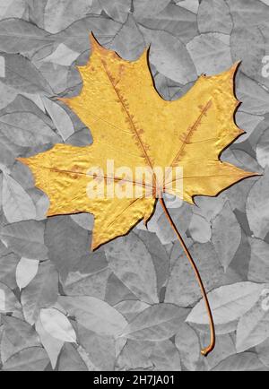 Closeup capturing fine details, shape, and texture of single golden-colored maple leaf. Main subject isolated on background of gray-shaded leaves. Stock Photo