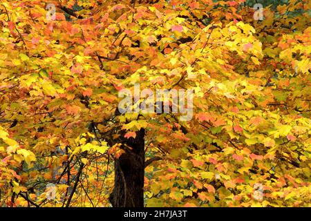 Changing seasons - summer to fall. Colorful display of vibrant orange, yellow, and red autumn leaves on large maple tree.