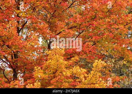 View looking skyward towards top of tall maple tree with colorful red, orange and yellow autumn leaves. Stock Photo