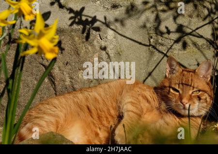 A colour photograph of a ginger cat sunning himself close to some daffodils. Stock Photo