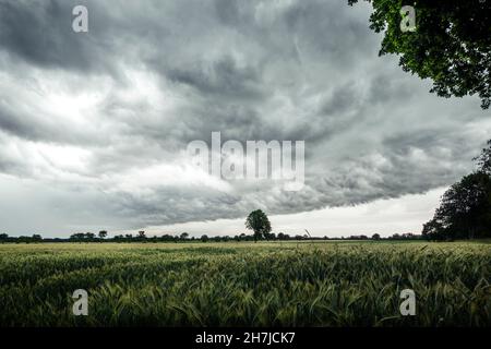 Storm clouds over grain field in Aurich-Brockzetel, East Frisia, Lower Saxony, Germany, Europe Stock Photo