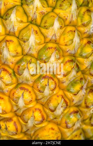Pineapple Close Up Growing Field Moorea Tahiti French Polynesia. Ananas comosus. Pineapples in Moorea smaller than Hawaiian pineapples but sweeter. Stock Photo