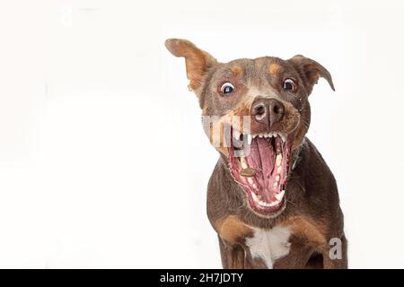 Closeup shot of a funny dog catching treats isolated on a white ...