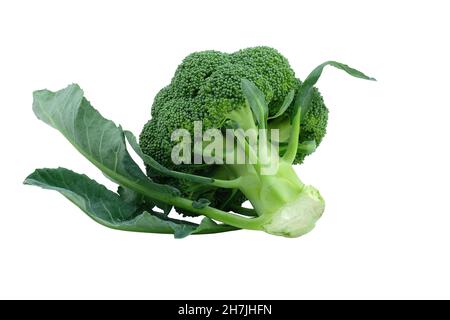 Head of fresh raw broccoli isolate. Green broccoli with leaves. fresh broccoli isolated on white background closeup Stock Photo