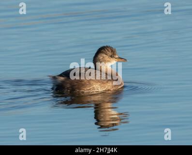 Little grebe (Tachybaptus ruficollis) in winter plumage on water Stock Photo