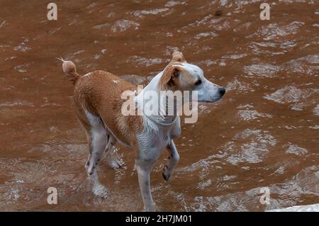 Medium dog. Jak Russell x Podenco Stock Photo