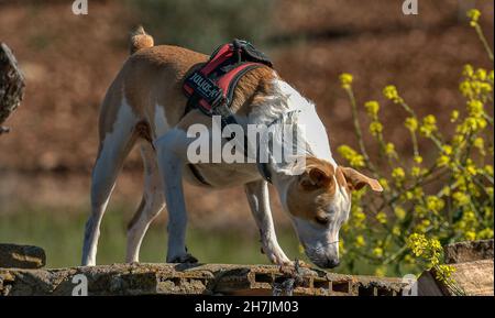 Medium dog. Jak Russell x Podenco Stock Photo
