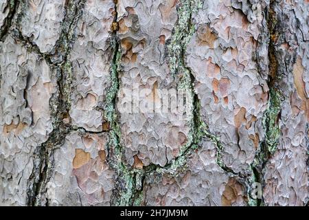 closeup view of the brown chapped bark of an old thick pine trunk Stock Photo