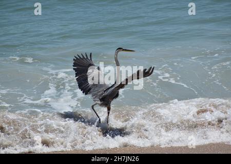 A Great Blue Heron holds up its wings as if dancing. Stock Photo