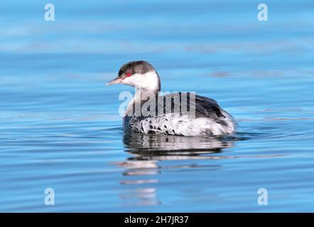 Closeup of a Horned Grebe in Winter plumage floating on a pretty blue water lake. Stock Photo