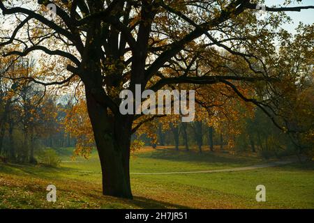 Sunny autumn fall day in Berlin Public Park Hasenheide. Colourful Leaves are slowly falling from the trees. Beautiful backlight. Stock Photo