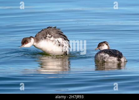 A pair of Horned Grebes viewed at close range, with one rising up out of the water and shaking its feathers while the other partner watches. Stock Photo