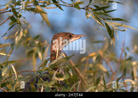 Pygmy cormorant (Microcarbo pygmaeus) Stock Photo