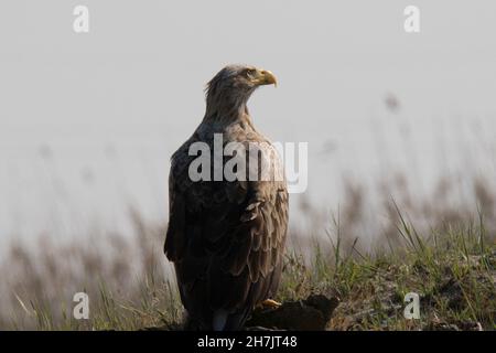 White-tailed eagle (Haliaeetus albicilla) Stock Photo