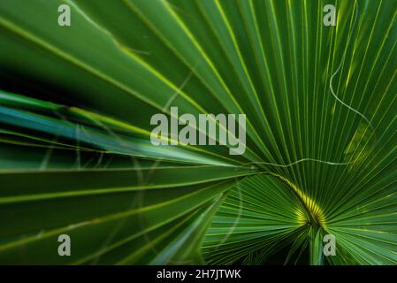 A close-up of the texture of a palm leaf photographed at Bayfront Park in Daphne, Alabama. Stock Photo
