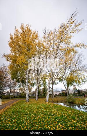 Grey poplars (Populus canescens) with autumn colors in a Dutch village Stock Photo