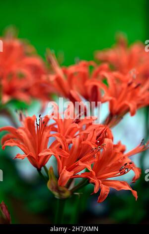 nerine sarniensis, Guernsey lily, Jersey lily, tender, flowering, bulb, flowers, red, autumn, autumnal, Western Cape, RM Floral Stock Photo