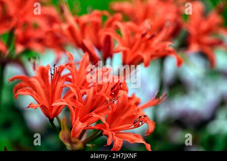 nerine sarniensis, Guernsey lily, Jersey lily, tender, flowering, bulb, flowers, red, autumn, autumnal, Western Cape, RM Floral Stock Photo