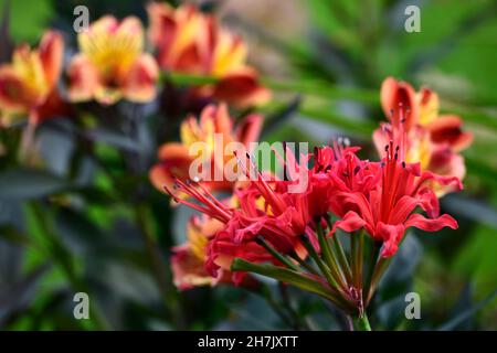 Nerine sarniensis var corusca Major, Guernsey lily,Jersey lily,tender flowering bulb, flowers, orange red flowers, autumn, autumnal,Alstoemeria Indian Stock Photo
