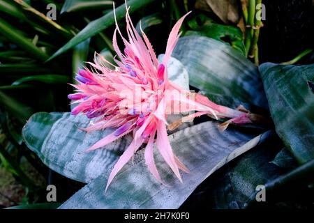 Aechmea fasciata plant, member of the Bromeliaceae family, native to Brazil. Stock Photo