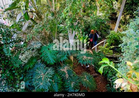 The Barbican Conservatory, the second largest conservatory in London. The Barbican Centre, London, UK. Stock Photo