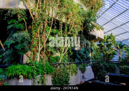 The Barbican Conservatory, the second largest conservatory in London. The Barbican Centre, London, UK. Stock Photo