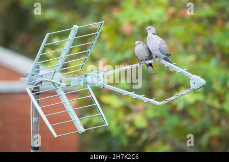Pair of Eurasian Collared-dove (Streptopelia decaocto) perched on antenna. Barcelona. Catalonia. Spain. Stock Photo