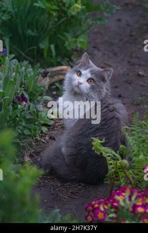 Cat enjoying the summer on the grass Stock Photo - Alamy