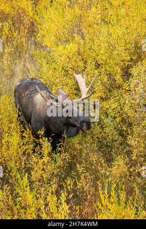 Bull Moose Stock Photo