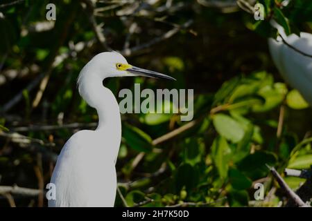 Snowy Egret (Egretta thula) perched in a mangrove swamp in Florida Stock Photo