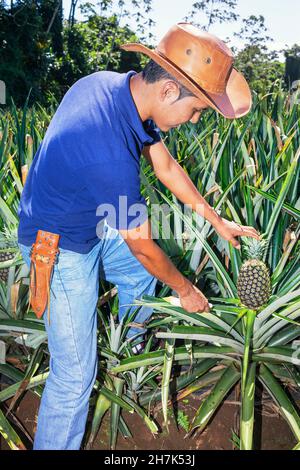 Farmer cuttting pineapple, Sarapiqui, Costa Rica, Central America Stock Photo