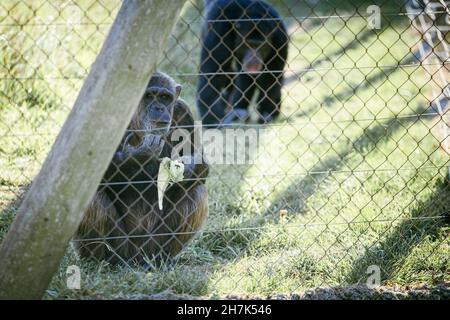 Sad black common chimpanzee resting in captivity close to a metal fence Stock Photo