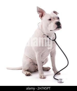 Female white american staffordshire isoled with a stetoscop on white background Stock Photo