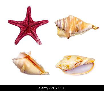 Top view of bright yellow seashell and red starfish from the ocean set isolated on white background close up. Stock Photo