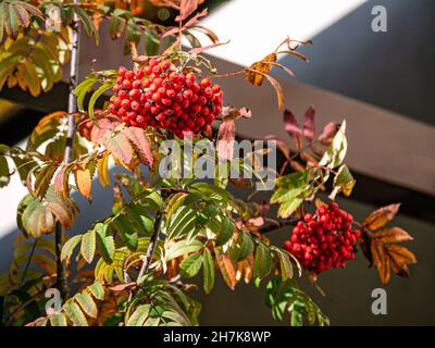 Bunches of Red Rowan Berries On A Branch. Stock Photo