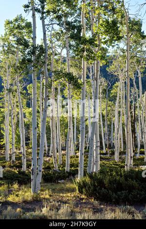 Pando Aspen Clone, the trembling giant of quaking aspen, in winter at ...